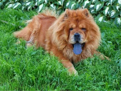 Чау-чау - описание породы собак: характер, особенности поведения, размер,  отзывы и фото - Питомцы Mail.ru