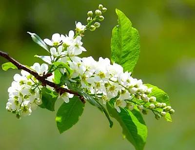 Solstic - Опять весна… Черёмуха цветёт…  https://www.facebook.com/WellnessDrink | Facebook