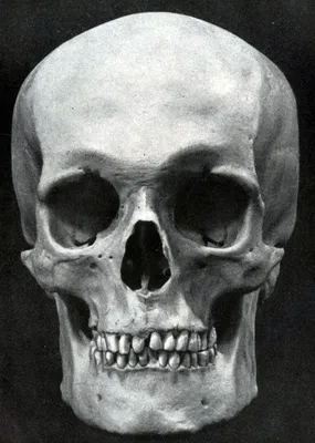 Череп в целом [1958 Механик Н.С. - Основы пластической анатомии] | Картинки  с черепами, Рисунки черепов, Череп