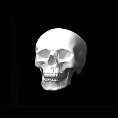 Украшение в виде черепа на Хэллоуин, копия черепа, модель человеческой  скелетной головы, статуя, украшение для сада на открытом воздухе xqmg |  AliExpress