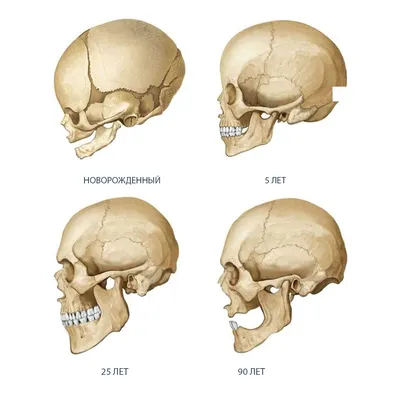 Мексиканский рисунок черепа » maket.LaserBiz.ru - Макеты для лазерной резки