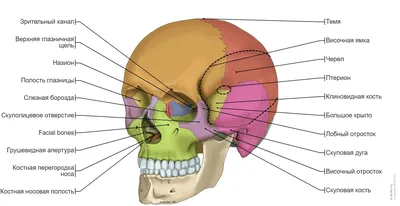 Эскиз черепа PNG , череп череп, череп, эскиз PNG картинки и пнг PSD рисунок  для бесплатной загрузки