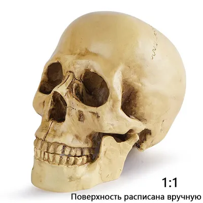 Как стареют кости черепа?
