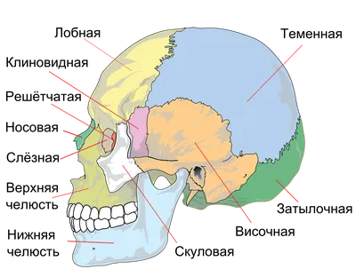 Украшение в виде черепа на Хэллоуин, копия черепа, модель человеческой  скелетной головы, статуя, украшение для страшной фотографической модели |  AliExpress