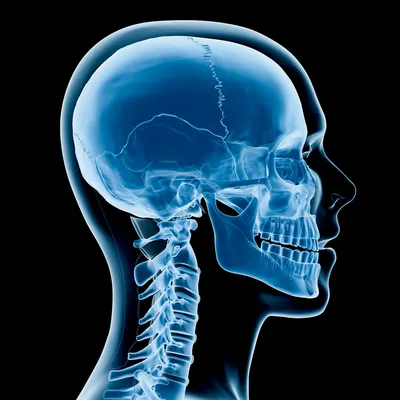 Модель черепа человека, раскрашенная, с открытой нижней челюстью, 3 части -  3B Smart Anatomy - 1020167 - A22/1 - Модели черепа человека - 3B Scientific