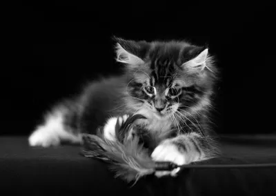 Кошка черно белый рисунок - 67 фото