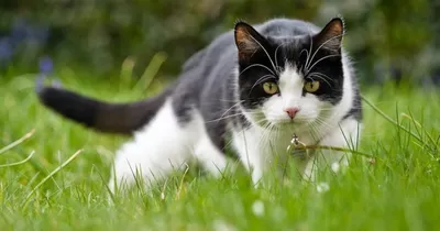 Правда ли, что кошки видят черно-белым мир, который их окружает? - Кот, пёс  и я