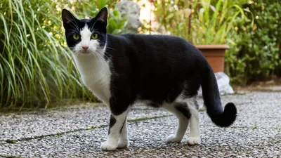 Пропала кошка Кузя, чёрно-белый кот, АвиаСити, 41 | Pet911.ru