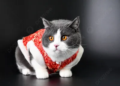 Коты фото обои 460x300 см Черно-белые кошки (13775P12)+клей  (ID#1536313289), цена: 1800 ₴, купить на Prom.ua