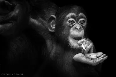Большой набор мультфильм черно-белые морские животные Stock Illustration |  Adobe Stock