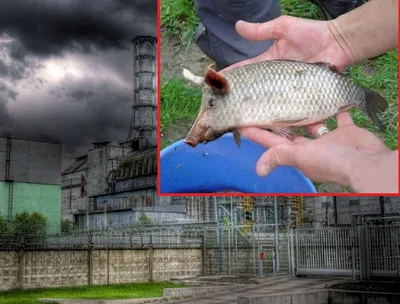 Радиационная обстановка в Брестской области спустя 37 лет после Чернобыля —  Реальный Брест