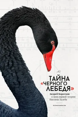 Портрет «черного лебедя». Лебедь есть красные глаза и клюв Стоковое Фото -  изображение насчитывающей цыпленок, клюв: 190577716