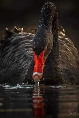 Завораживающая красота чёрного лебедя | Пикабу