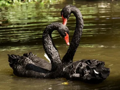 В зоопарке родился птенец черного лебедя (фото) | Новости Одессы