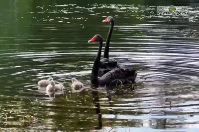 В Московском зоопарке родился птенец черного лебедя :: Новости :: ТВ Центр