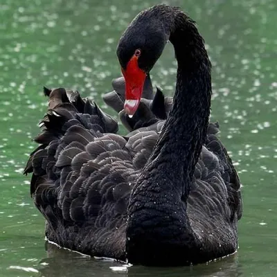 Вид На Черного Лебедя — стоковые фотографии и другие картинки Без людей -  Без людей, Великобритания, Вода - iStock