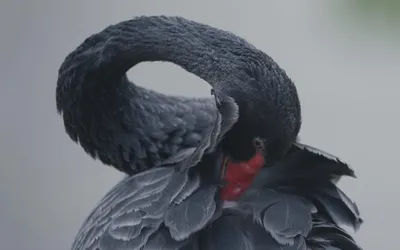 Четыре птенца черного лебедя появились на свет в нижегородском зоопарке  «Лимпопо» - В мире людей - Новости Живем в Нижнем