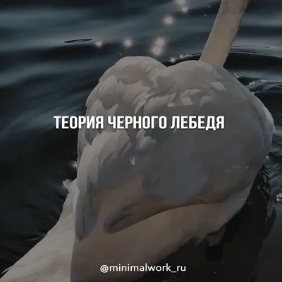 Мамочкин влог! | Черный лебедь на пруду🦢 Впервые увидела черного лебедя...  | Дзен