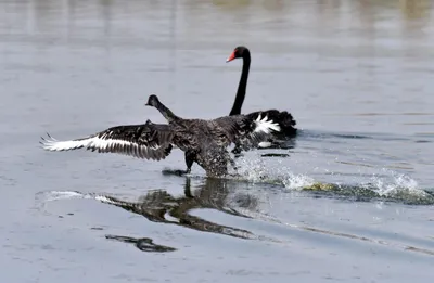 В Британии спасли черного лебедя с озера, но всё оказалось гораздо  неожиданнее | Пикабу