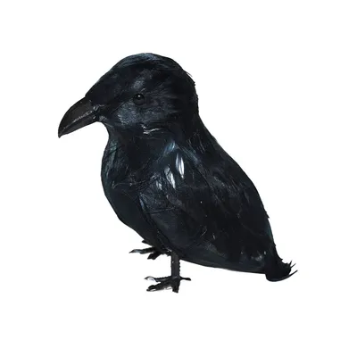 крупный план черного ворона, покажи мне фото вороны фон картинки и Фото для  бесплатной загрузки