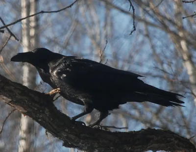 Портрет черного ворона стоковое изображение. изображение насчитывающей клюв  - 26441041