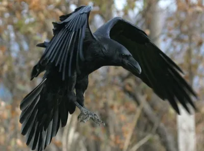 Купить птенца ворона - Сколько стоит черный ворон птица цена - Zoo-Dom!