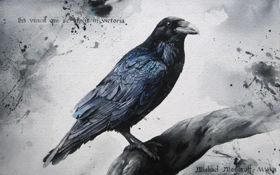Любопытный большой черный ворон позирует на осеннем лугу, портрет черного  ворона. - Ozero - российский фотосток