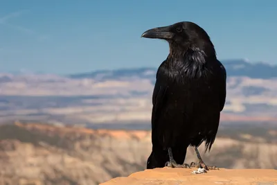 Черный ворон - черная птица счастья... (Нейта) / Проза.ру