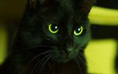Картинки черной кошки с зелеными глазами