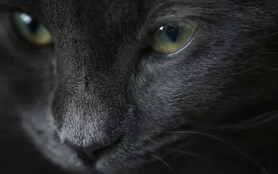 Картинки черной кошки с зелеными глазами фотографии