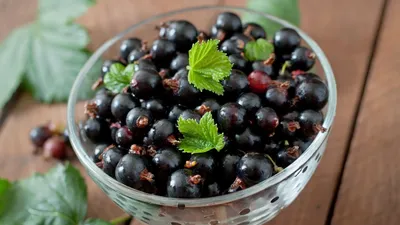 Какие сорта черной смородины приносят самые сладкие и крупные ягоды | НПО  «Сады России» — когда сад в удовольствие! | Дзен