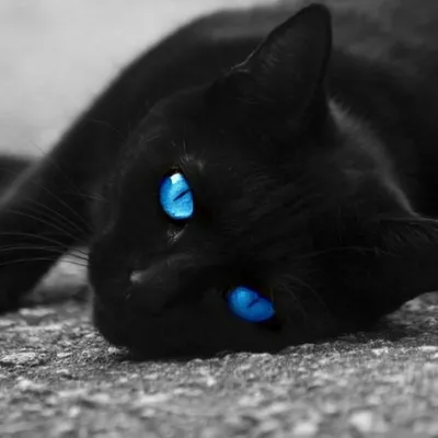 Картинки черных кошек с голубыми глазами