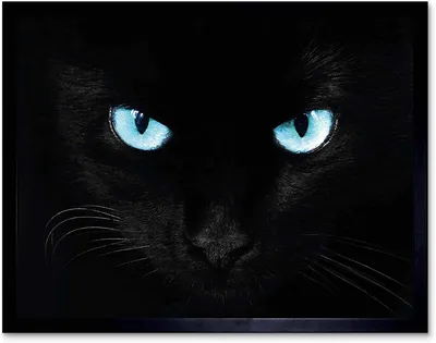 Обои на рабочий стол Маленький черный котенок с голубыми глазами стоит на  бархатной ткани, обои для рабочего стола, скачать обои, обои бесплатно