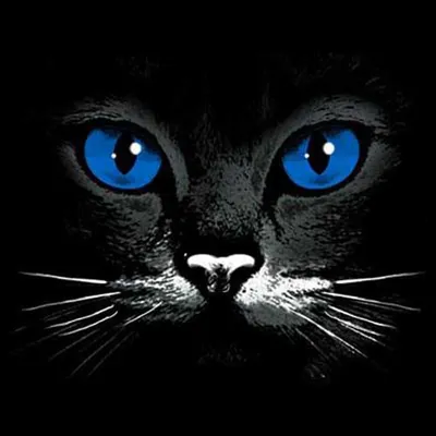 Черная кошка с голубыми глазами - 74 фото