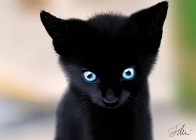 Пропала черная кошка с голубыми глазами в Нижнекамске, Школьный бульвар,  7/2 | Pet911.ru