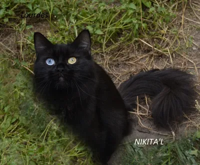 черные кошки с голубыми глазами купить 5000 руб. г. Москва №74015 - птичий  рынок ЭКЗОТИКА