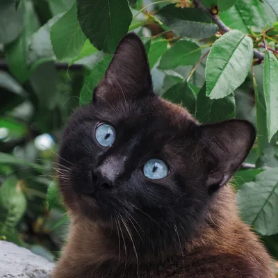 Фото Черный кот с голубыми глазами в разных позициях, by Cryptid-Creations