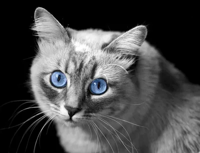 Коричневая кошка с голубыми глазами - картинки и фото koshka.top