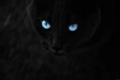 Обои на рабочий стол Черный кот с ярко голубыми глазами, обои для рабочего  стола, скачать обои, обои бесплатно