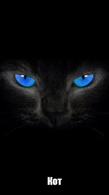 Черная кошка с голубыми глазами арт - 64 фото