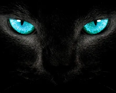 Привлекательный длинношерстный черный кот с ярко-голубыми глазами стиль 8 |  Премиум Фото