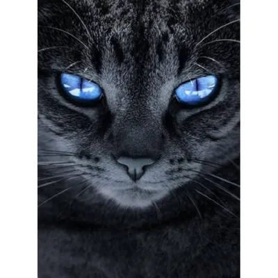 Обои на рабочий стол Морда черного кота с голубыми глазами, обои для  рабочего стола, скачать обои, обои бесплатно
