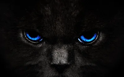Черный кот с голубыми глазами арт - 55 фото