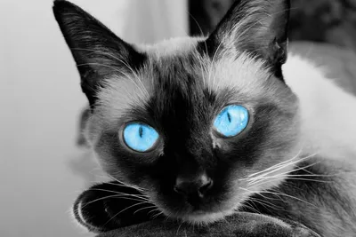 Чёрная морда кота с синими глазами - обои на рабочий стол