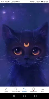 сиамская кошка с голубыми глазами на черном фоне, картинка сиамской кошки  фон картинки и Фото для бесплатной загрузки