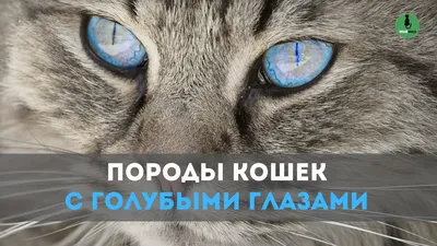 Фото Нарисованный черный кот с голубыми глазами на черном фоне