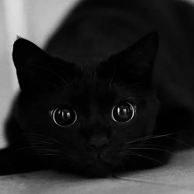 Черный кот с синими глазами - 82 фото