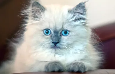 10 Самых Ярких Пород Кошек с Голубыми Глазами - YouTube