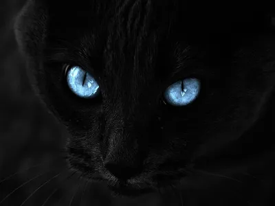 Черный кот с голубыми глазами сидит в лесу. | Премиум Фото