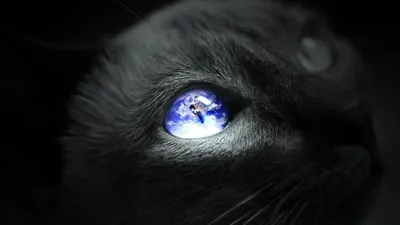 Черные пушистые кошки с векторной иллюстрацией голубых глаз Иллюстрация  вектора - иллюстрации насчитывающей конструкция, головка: 158966079